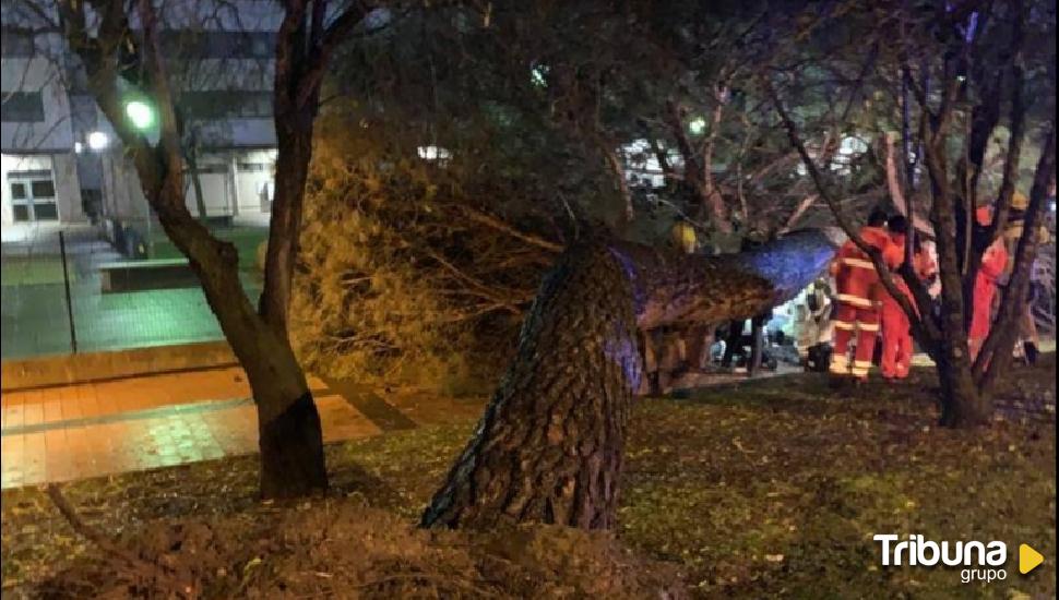 Herido un joven de 22 años después de la caída de un árbol en la calle Arca