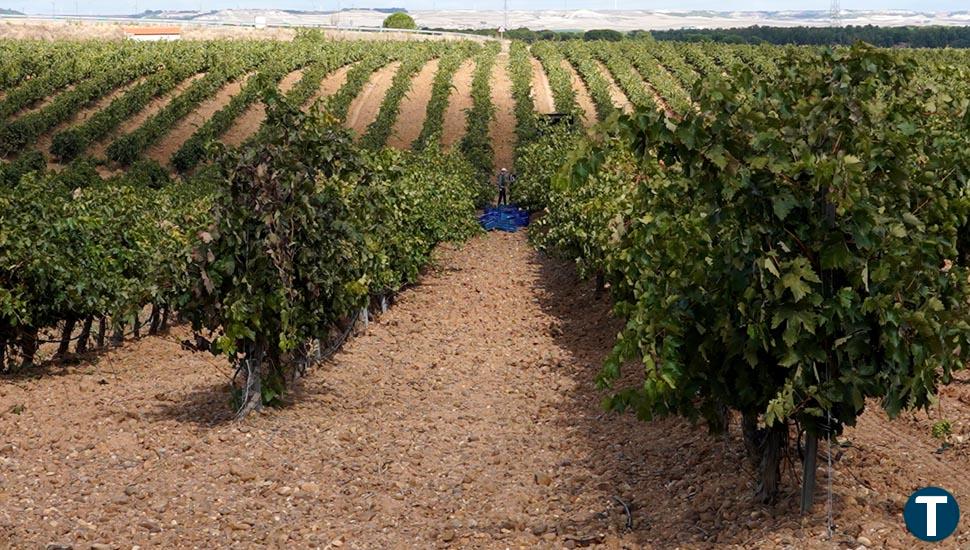 Los vinos de Rueda crecen en ventas y se mantienen al frente de los mejores blancos de España