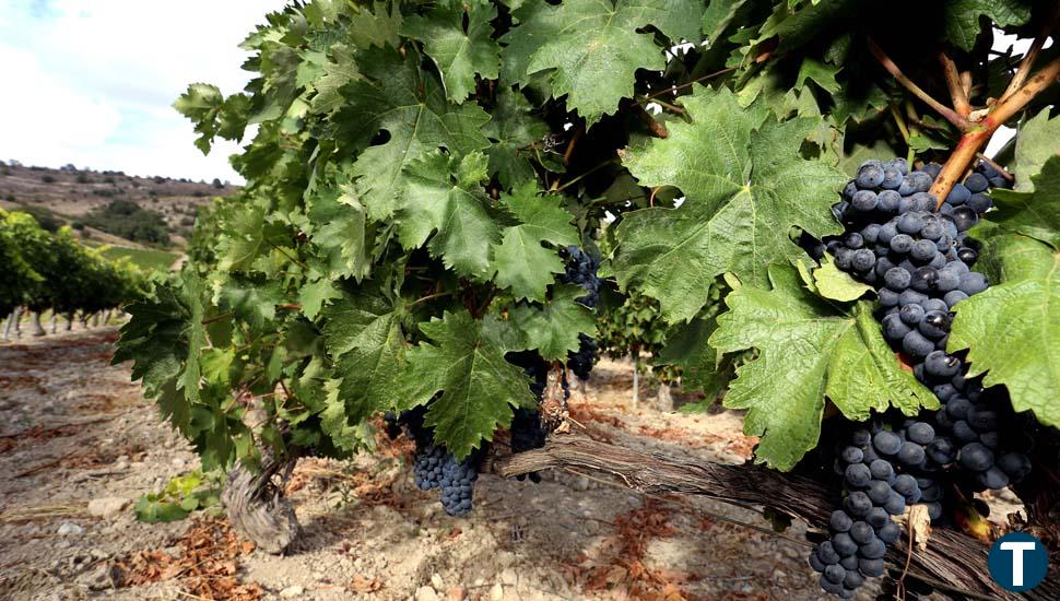 Las olas de calor adelantan una semana el periodo de maduración de los viñedos de Ribera de Duero