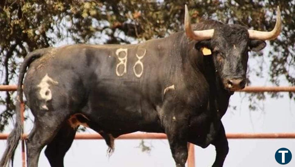 'Manjar' se convertirá en el Toro de la Vega en las fiestas de Tordesillas 2022