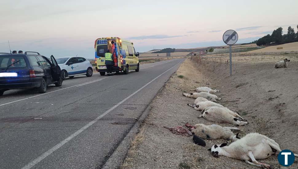 Un vehículo arrolla a un rebaño de ovejas en Castroverde de Cerrato y su conductor resulta herido