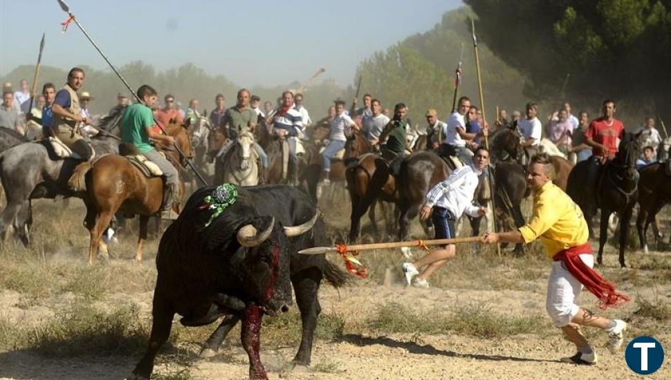 PACMA organiza una recogida de firmas contra el regreso del Torneo del Toro de la Vega de Tordesillas 