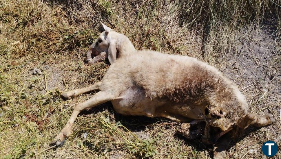 Camporredondo registra el primer ataque de lobo en más de cien años