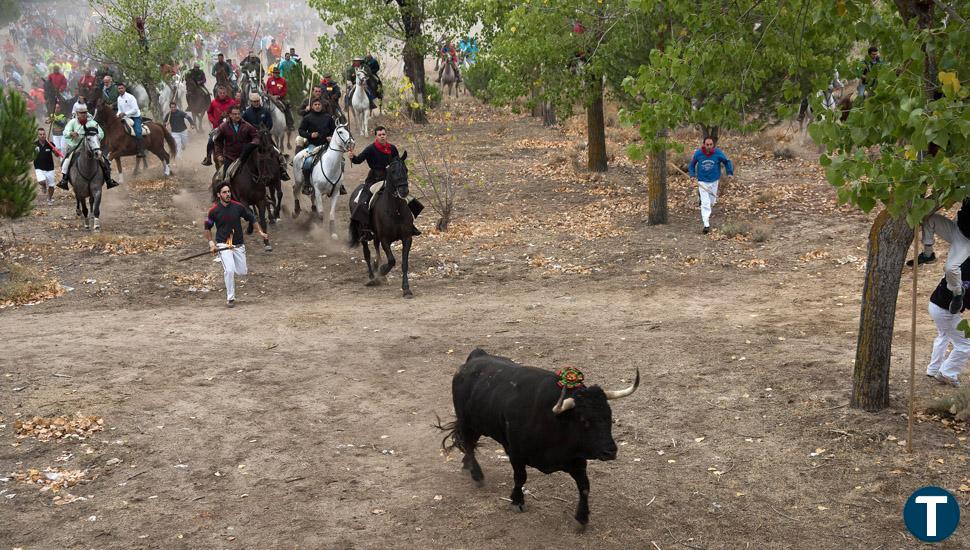 El Patronato del Toro califica la suspensión como una "jugarreta del Gobierno y PACMA"   