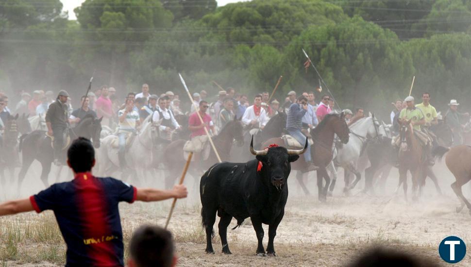 Tordesillas celebra su Toro de la Vega sin poder disfrutar del torneo