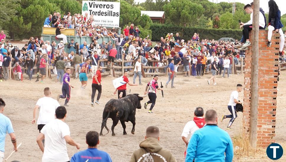 Manjar, el veloz Toro de la Vega, no deja heridos en Tordesillas