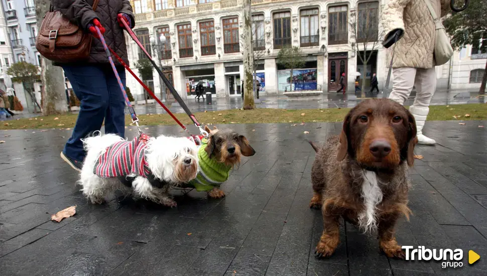 Valladolid cuenta con más perros que niños: la diferencia supera la barrera de los 5.000