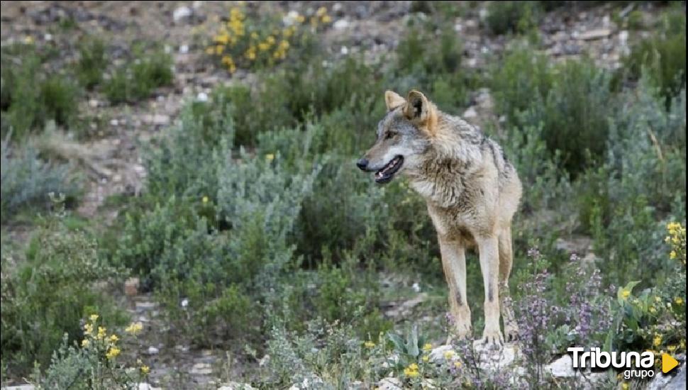 PACMA estudia medidas legales contra un cazador que se grabó persiguiendo lobos en Valladolid