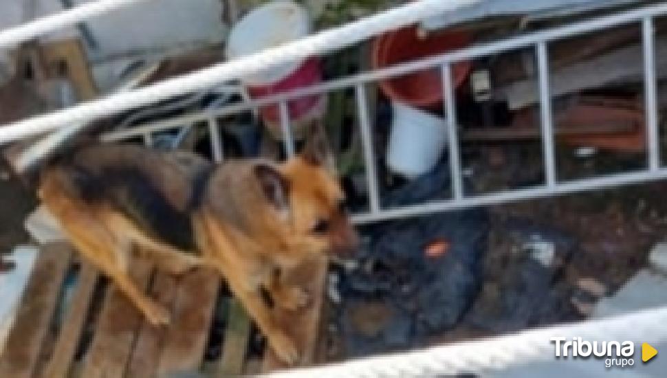 Detenido por tener a su perro encerrado entre escombros y excrementos en Valladolid 