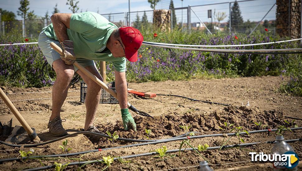 La presencia de los huertos urbanos en Valladolid: la mejor opción para comer de forma saludable y ecológica