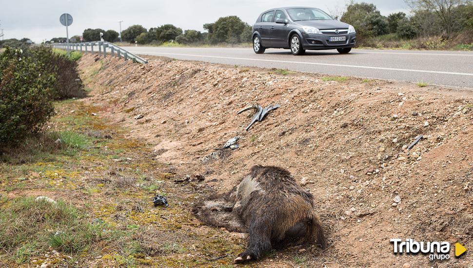 La mitad de los accidentes viales de Valladolid fueron provocados por animales