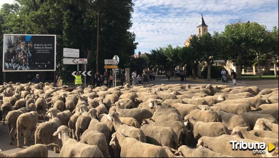 Un particular viaje desde Extremadura hasta la antigua cañada real de Rioseco