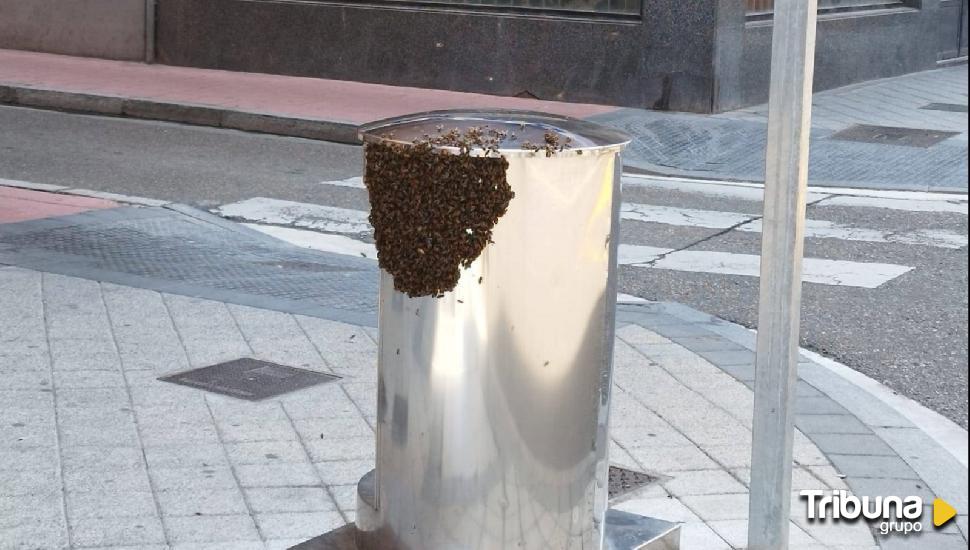 Un nido de abejas aterroriza a la ciudadanía en la calle Panaderos 