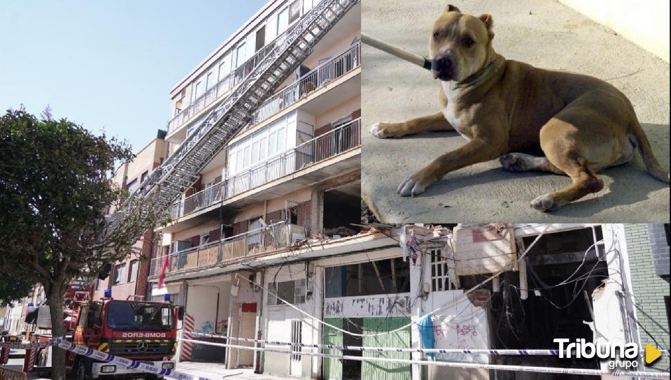 Milagro animal: un perro residente de la calle Goya aparece sano y salvo