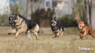 La 'Operación Can' contabiliza en Valladolid 139 perros sin vigilancia