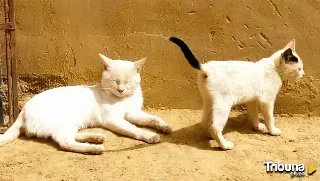 El misterio de los gatos que desaparecen en Tierra de Campos