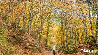 Bosques en otoño de Castilla y León, la fiesta del color