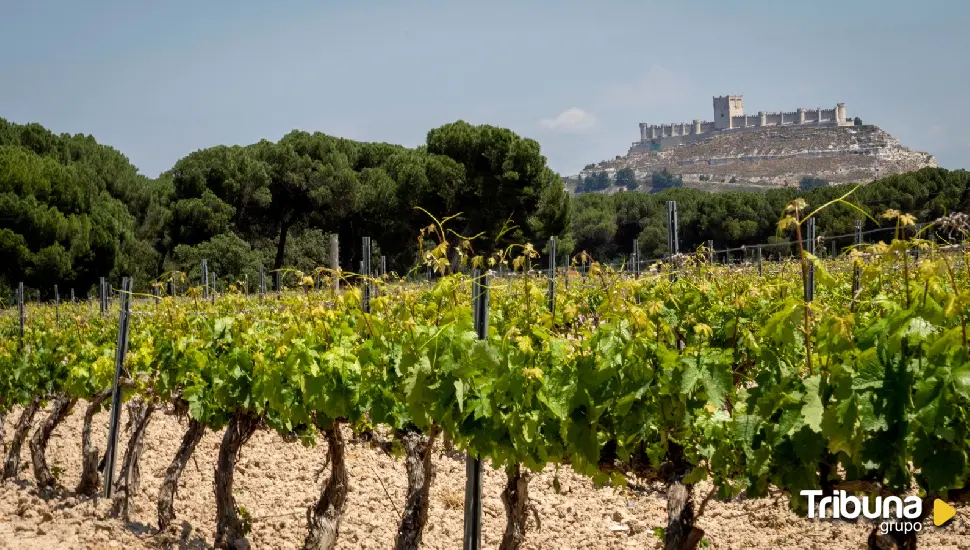 Aeroméxico y doce de las mejores agencias de viajes hacen escala en la Milla de Oro del Vino de Valladolid