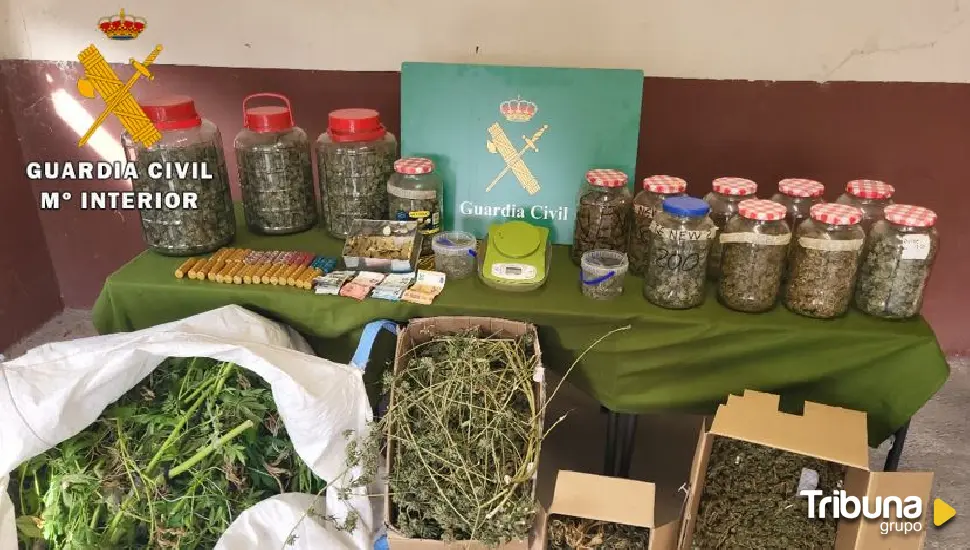 Desmantelan una plantación y un punto de venta de marihuana en Tudela