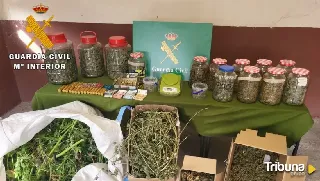 Desmantelan una plantación y un punto de venta de marihuana en Tudela