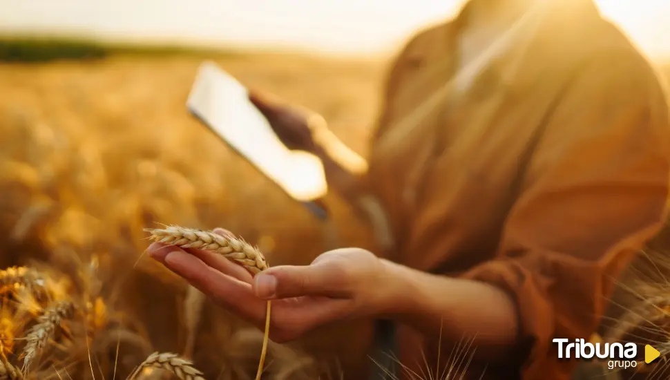 La Junta ofrecerá ayudas de 15.000 euros para emprendedores de Tierra de Campos