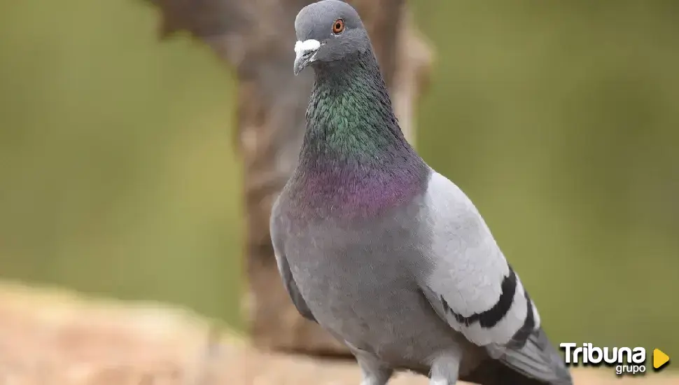 El Ayuntamiento instala pinchos antiposado de palomas en las columnas de Valladolid