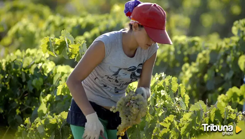 La Junta convoca ayudas de 15.000 euros para los emprendedores de Tierra de Campos de Valladolid