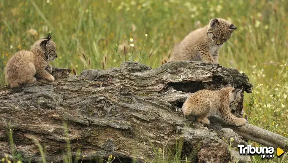 El Centro de Recuperación de Animales Silvestres contará con una zona para la reintroducción del lince ibérico