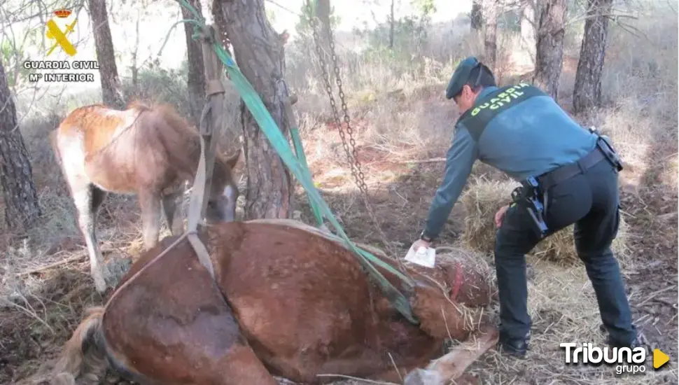 Hallan a una yegua sin vida tras ser abandonada y atada a un árbol