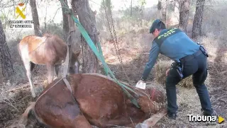 Hallan a una yegua sin vida tras ser abandonada y atada a un árbol