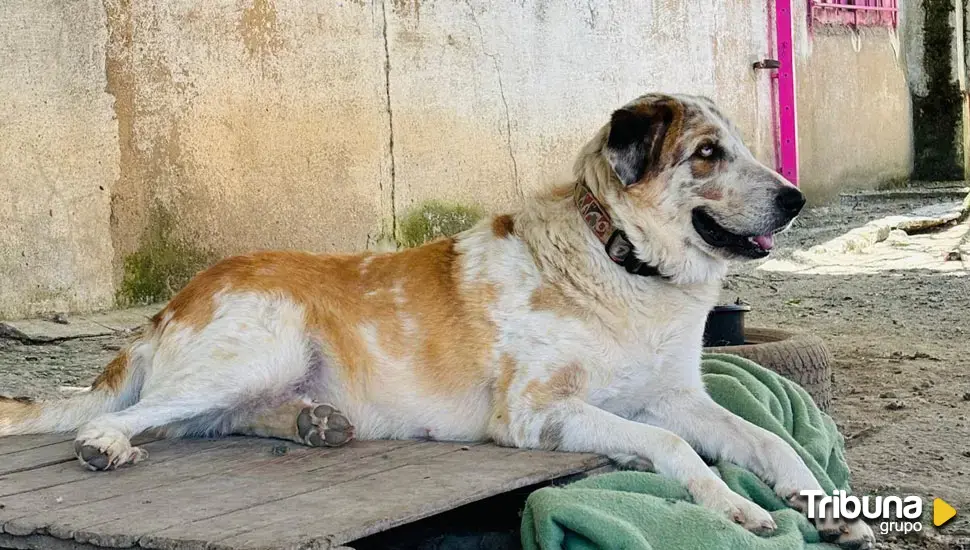 Nuevo episodio de maltrato animal en Valladolid: perros atados y a la intemperie