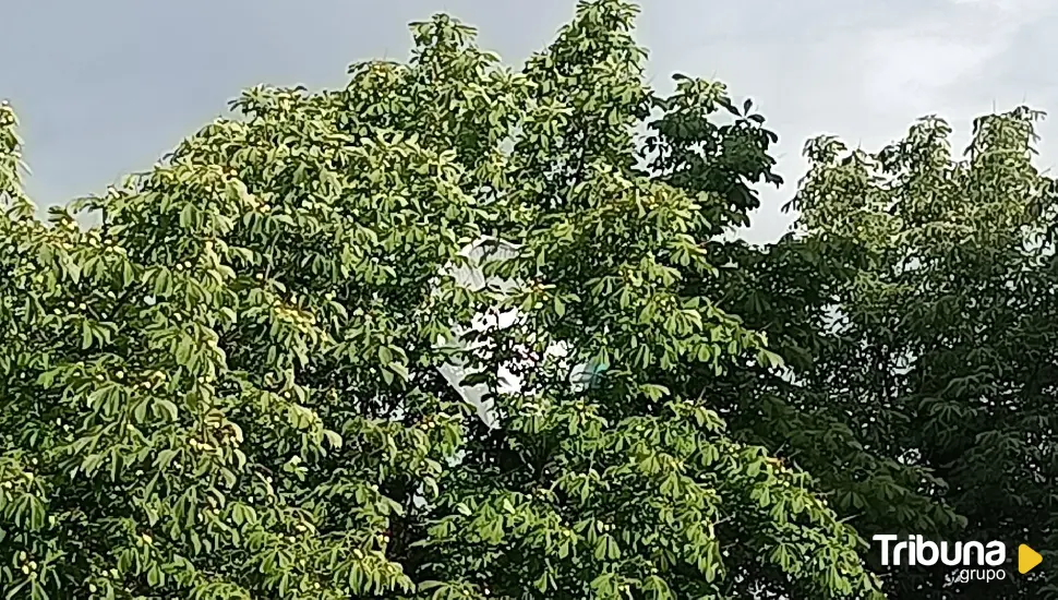 Una sombrilla sale volando y se encaja en un árbol en Covaresa