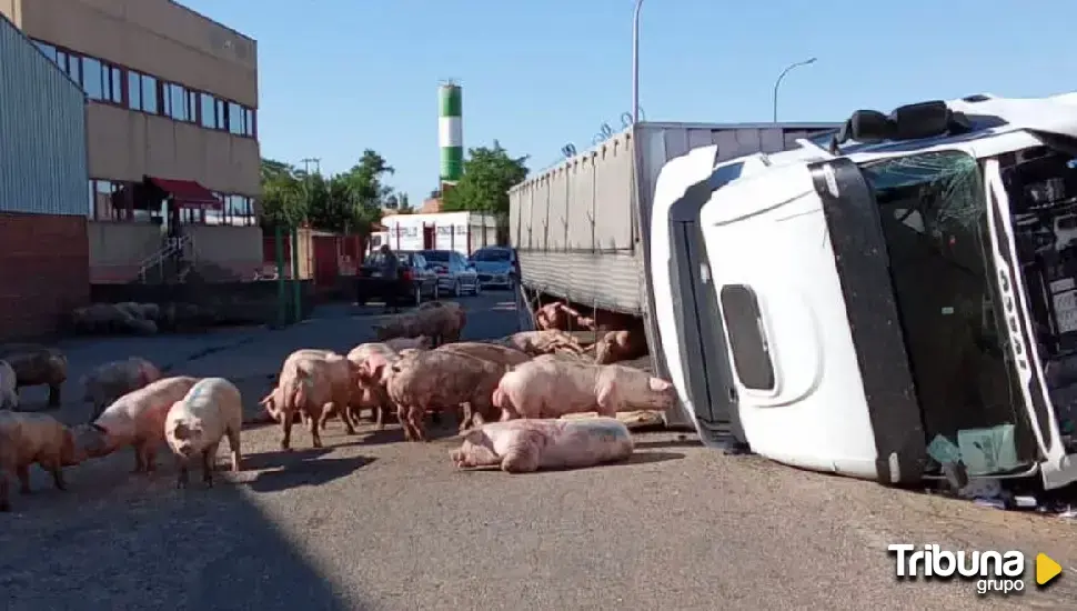 Vuelca un camión de cerdos en Villalón de Campos