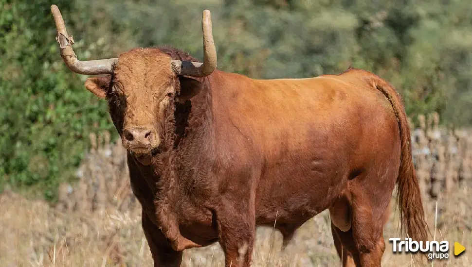 Tordesillas ya conoce al Toro de la Vega 2024