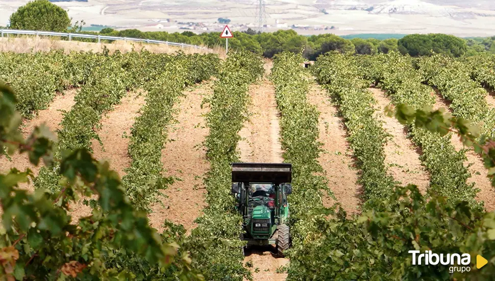 La DO Rueda estima que habrá una disminución del 15% en la producción de esta campaña