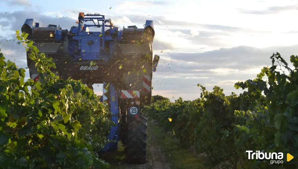 La DO Rueda inicia la vendimia con una previsión de calidad "óptima" de la uva