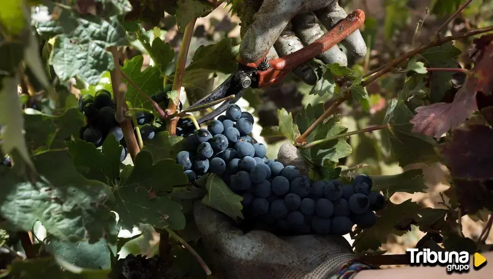 La campaña de vendimia generará más de cuatro millones de euros a la Ruta del Vino de Rueda 