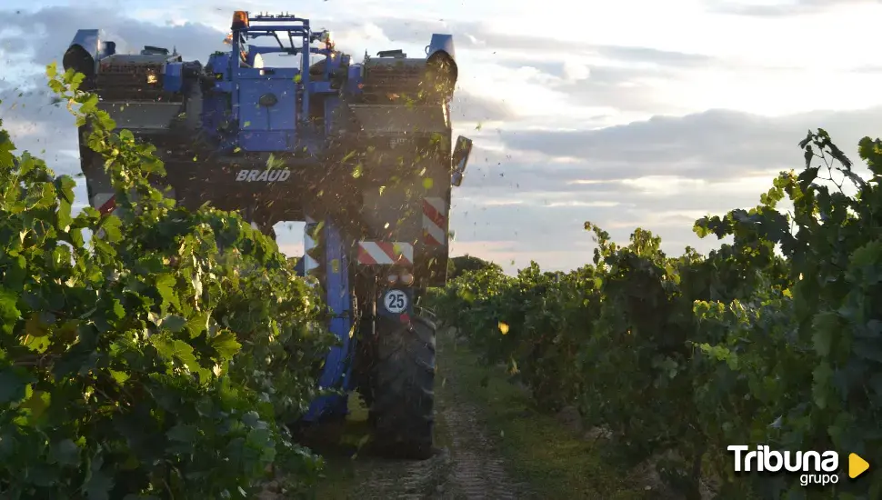 Rueda recuerda que la Godello lleva implantada en su DO desde 1996