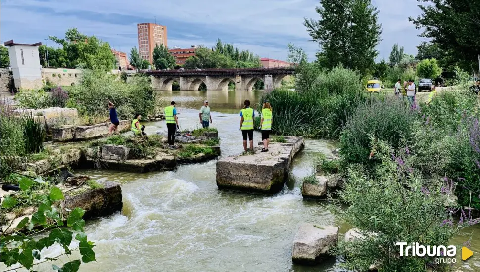 AMA el Pisuerga organiza una retirada de troncos del río el sábado 14