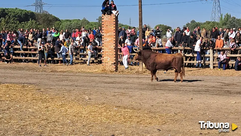 Toro de la Vega 2024: 'Portillo' reina en Tordesillas