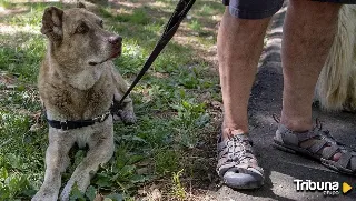 El Colegio de Veterinarios de Valladolid reitera la obligatoriedad de vacunar a los perros contra la rabia