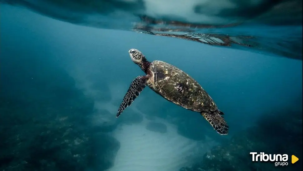 La tortuga encantada, según Petre Ispirescu