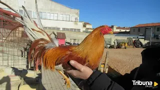 PACMA pide a la Guardia Civil investigar al clan vallisoletano por presunto maltrato a los gallos robados 