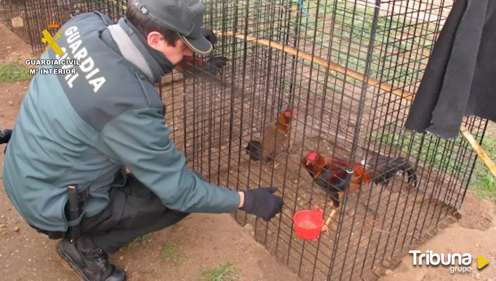 Desmantelan un criadero de gallos de pelea en Tudela de Duero