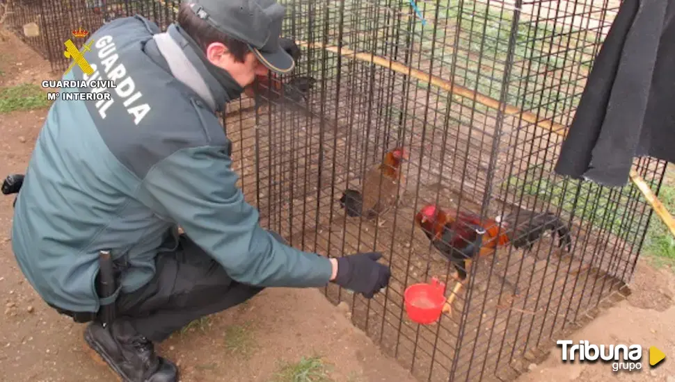 Investigado por un nuevo delito de mutilación de gallos en la provincia de Valladolid