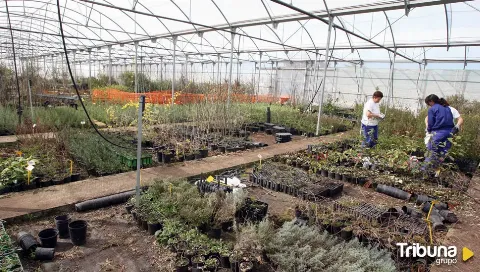 El Vivero Forestal Central de Valladolid mejorará sus instalaciones