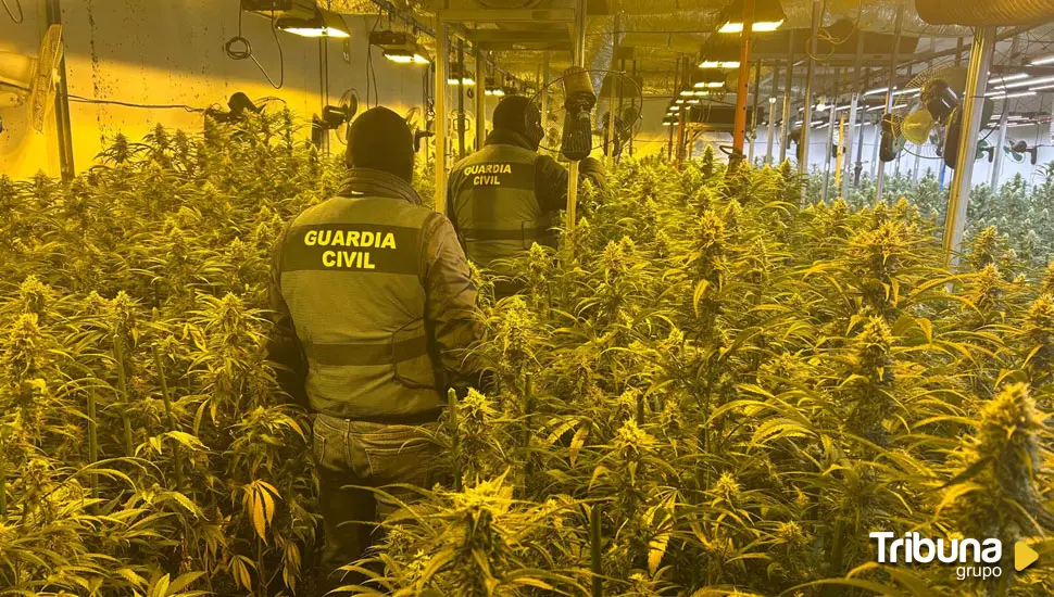 Desmantelada una plantación de marihuana en Tordehumos 